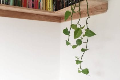 Plantas y minimalismo